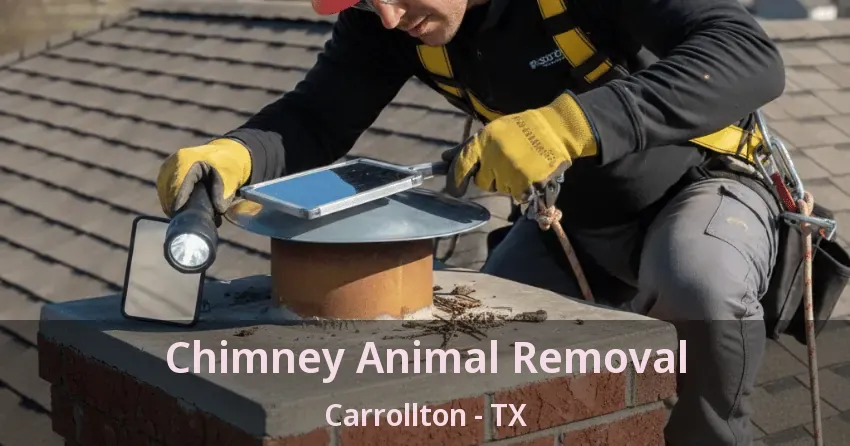 Chimney Animal Removal Carrollton - TX